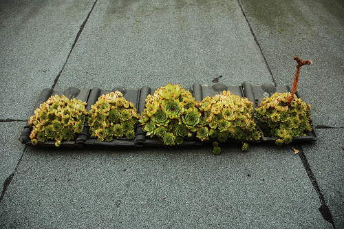 معرفی و راهنمای پرورش گیاهان زینتی - ابرون کبیر